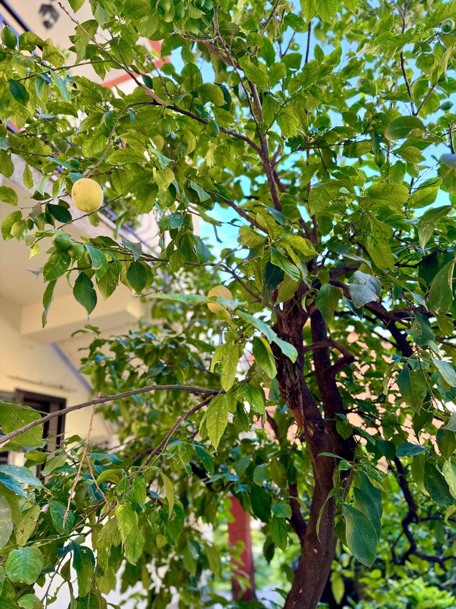 Harmony Garden Apartments كوتور المظهر الخارجي الصورة